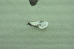 Cliniodes ostreonalis