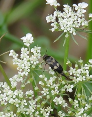 Variimorda villosa