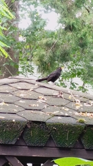 Turdus merula