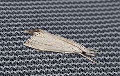 Haimbachia squamulellus