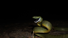 Boiga cyanea