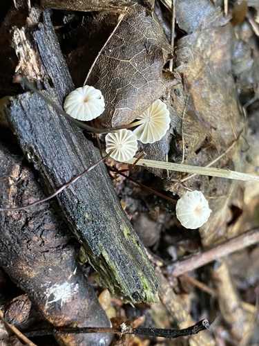 Marasmius rotula — (c) Enrico Tomschke, some rights reserved (CC BY)