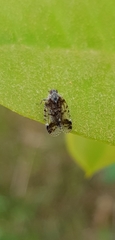 Cixius cunicularius