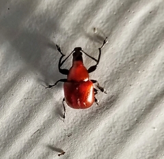 Homoeolabus analis