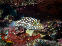 Hawaiian Whitespotted Toby photo 2