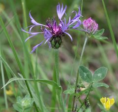 Centaurea triumfettii