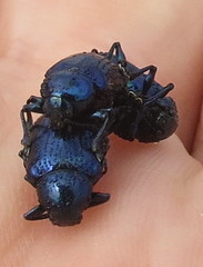 Chrysochus asclepiadeus