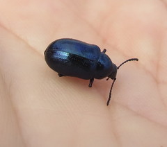 Chrysochus asclepiadeus