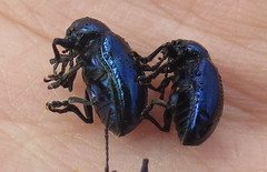 Chrysochus asclepiadeus