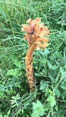 Orobanche elatior