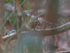 Dendrogale murina