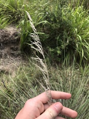 Muhlenbergia lindheimeri