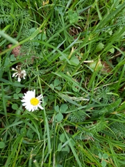 Bellis perennis