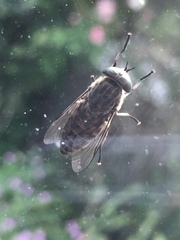 Tabanus bromius