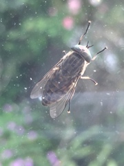 Tabanus bromius