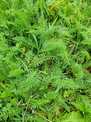 Achillea millefolium