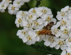 Oxyna flavipennis