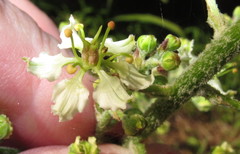 Veratrum hybridum