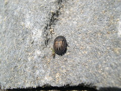 Odontoscelis lineola