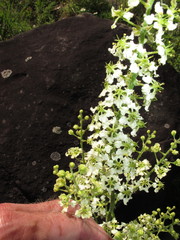 Veratrum hybridum