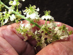 Veratrum hybridum