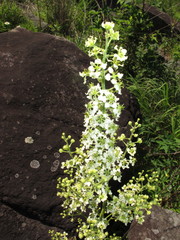 Veratrum hybridum