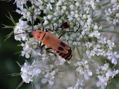 Chauliognathus discus