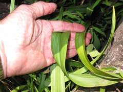 Veratrum hybridum