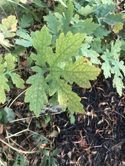 Stylophorum diphyllum