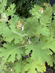 Macleaya