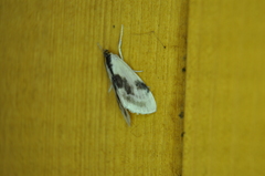 Cliniodes ostreonalis