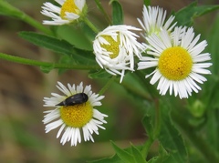 Variimorda villosa