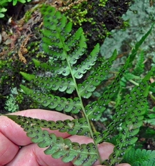 Dryopteris marginalis