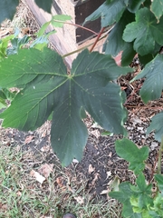 Acer pseudoplatanus