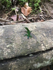 Anolis marmoratus