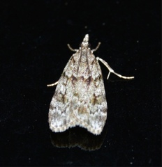 Scoparia basistrigalis