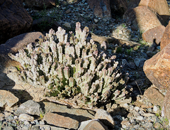 Caralluma