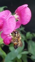 Megachile versicolor