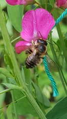 Megachile versicolor