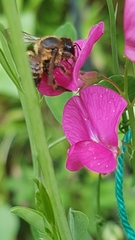 Megachile versicolor