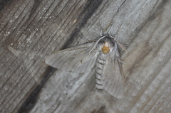 Lapara bombycoides