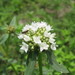 Borreria verticillata - Photo (c) Tyrrhium, algunos derechos reservados (CC BY)