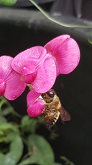 Megachile versicolor