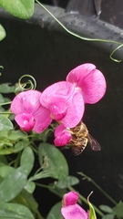 Megachile versicolor