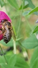 Megachile versicolor