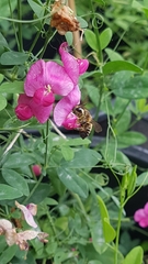 Megachile versicolor