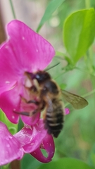 Megachile versicolor