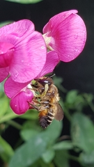 Megachile versicolor