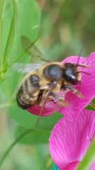 Megachile versicolor