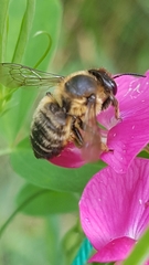 Megachile versicolor